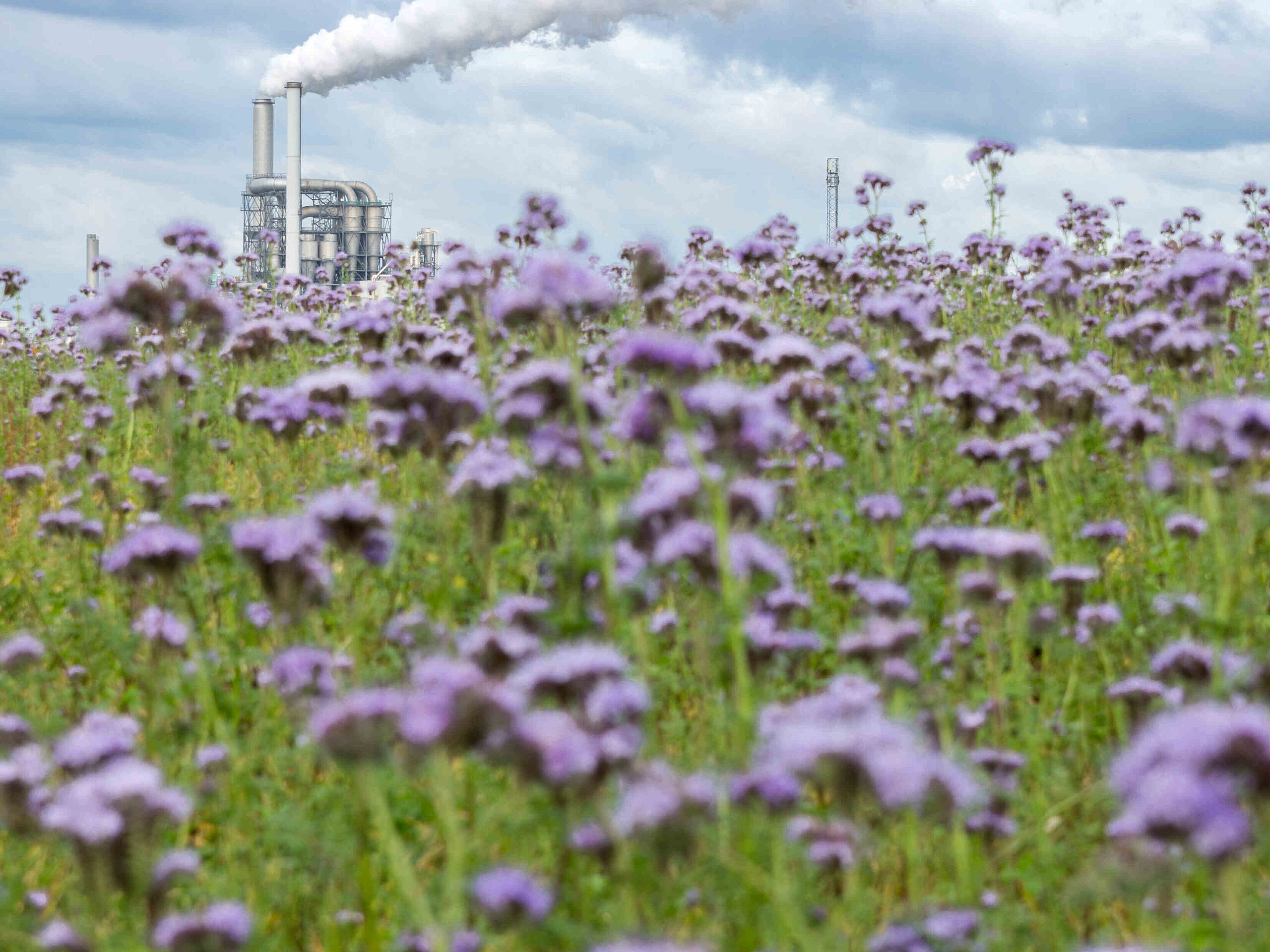 Wiese mit Industrieanlage